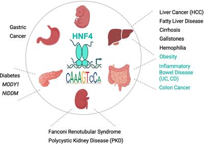 Editorial: Hepatocyte nuclear factor 4 alpha – new insights into an old receptor